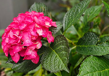 Hydrangea in Fitzroy by Botanical Traditions